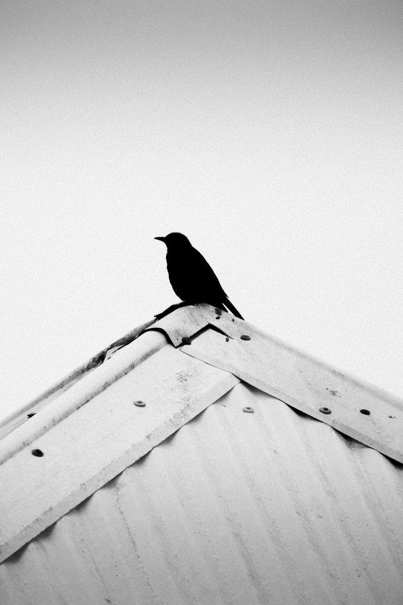 peyuja-niduno.site - Image 9